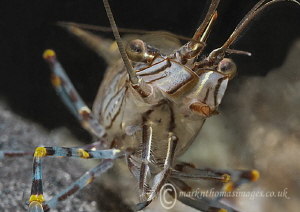 Prawn - Aughrus pier, Connemara. by Mark Thomas 